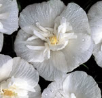 Chiffon White Rose of Sharon