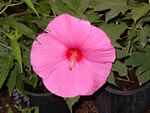 Pink Clouds Hibiscus