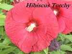 Torchy Hibiscus