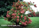 Grandiflora Hydrangea