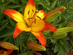 Cancun (Asiatic Lily) Lily