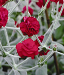 Gardener's World Rose Campion