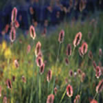 Red Bunny Tails Ftn Grass