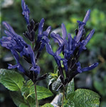 Black and Blue Salvia