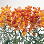 Solstice Orange Tricolor Snapdragons