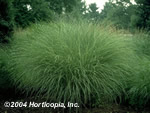 Variegated Miscanthus Grass