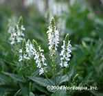 White Icicle Speedwell Veronica