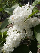 White Persian Lilac