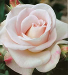 WWII Memorial Rose Rose