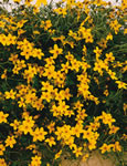 Peter's Golden Carpet Bidens