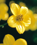 Goldie Bidens