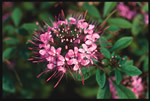 Lindy Armstrong Cleome