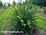 Winter Honeysuckle