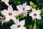 Hummingbird II Appleblossom Nicotiana