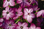 Hummingbird II Purple Bi-color Nicotiana