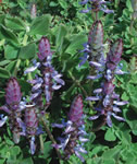 Lois Woodhull Plectranthus