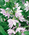 Pink Fanfare Fan Flower Scaevola