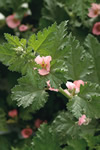 Shell Pink Sphaeralcea