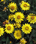 Golden Yellow Sundaze Strawflower