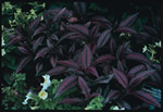 Persian Shield Strobilanthes