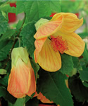 Melon Sorbet Abutilon